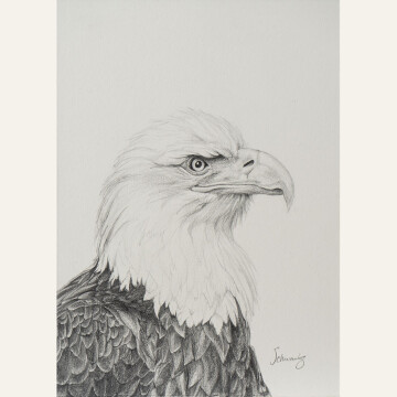 TS21-02 Bald Eagle No. 1 7x5 pencil 600 F WEB