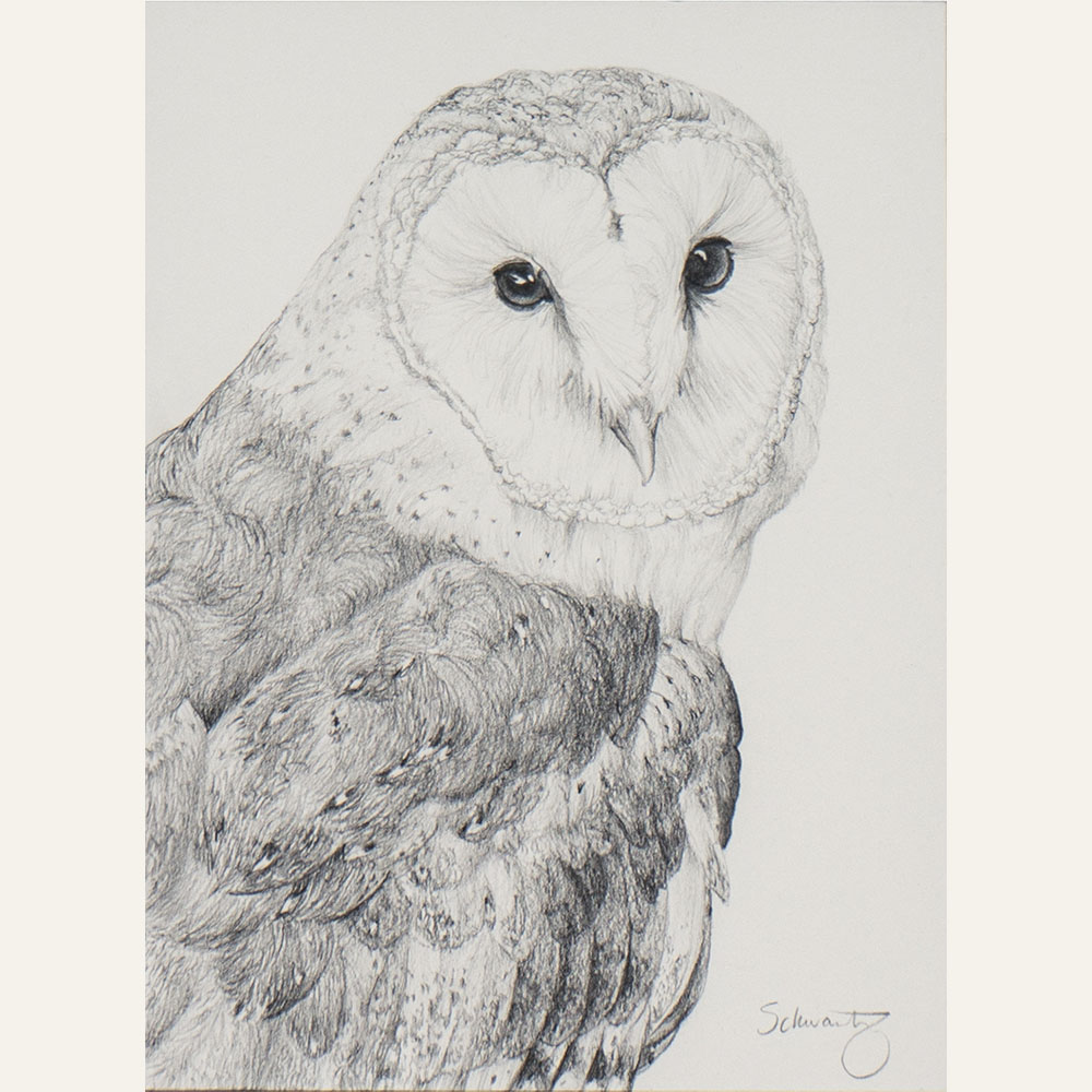 TS21-03 Barn Owl No. 1 7x5 pencil 600 F WEB