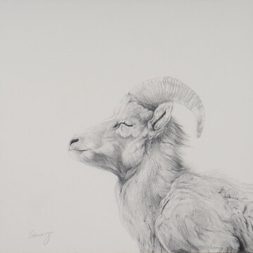 TS21-06 Bighorn Sheep No. 1 12x12 pencil 1400 F WEB
