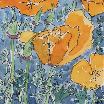IK22-08 CA Poppies 4x4 watercolor and ink 350 F copy