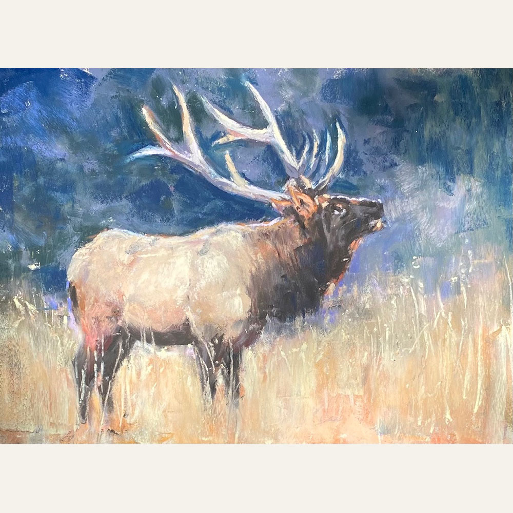CT23-20 Bull Elk 6x8 pastel 850 F WEB