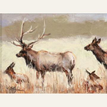 CT24-03 Meadow Elk 6x8 pastel 900 F WEB