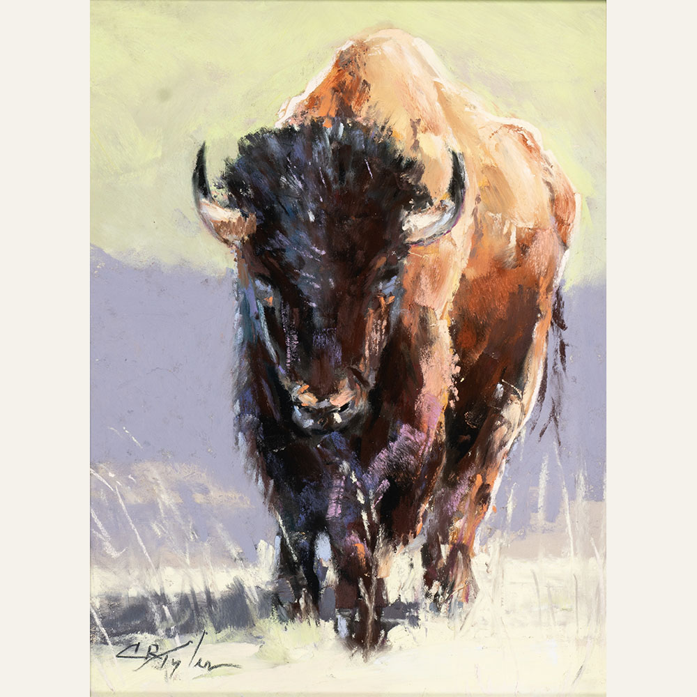 CT24-05 Bull Bison 8x6 pastel 900 F WEB SOLD