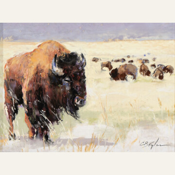 CT24-08 Bison Ranch 6x8 pastel 900 F WEB
