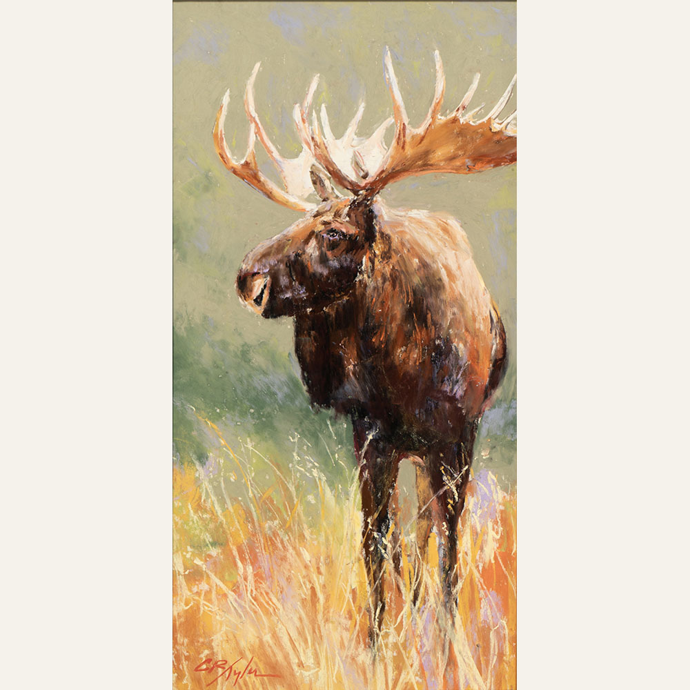 CT24-09 Bull Moose Stand 16x8 pastel 1400 F WEB